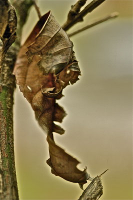 IMG_9735.jpg