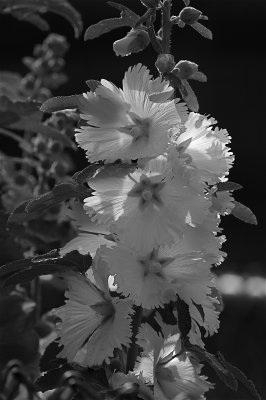 IMG_2193_3_3.jpg