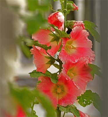 IMG_2545_2.jpg