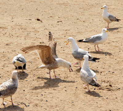Committee meeting of seagulls