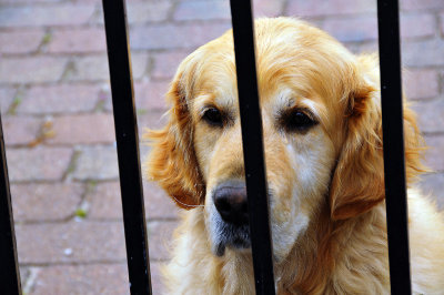 Dog and fence