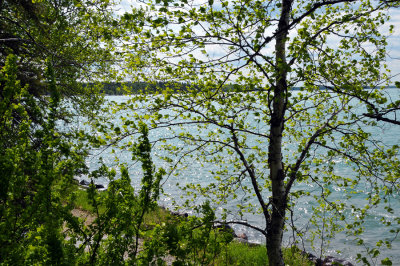 Lake viewed through the trees