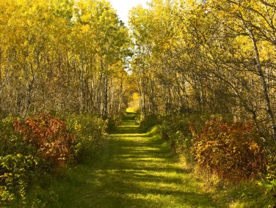 Path through the woods...