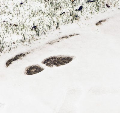 Footprint in new snow...
