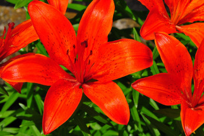 Bright Lilies
