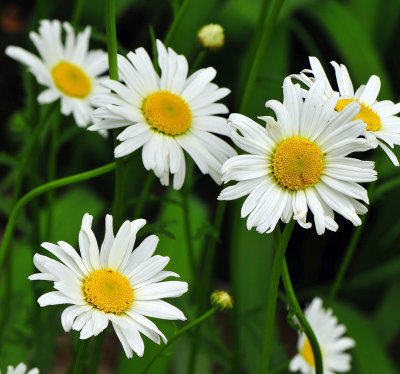 Daisies