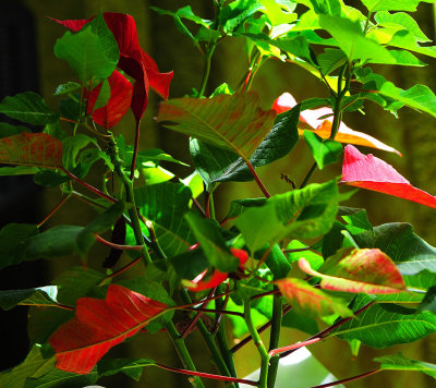 Poinsettia in July