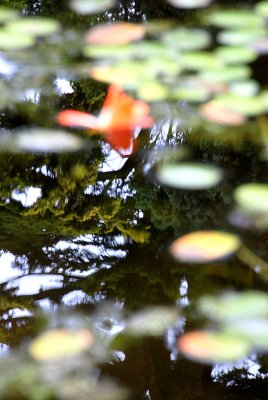 DSC_0166.JPG