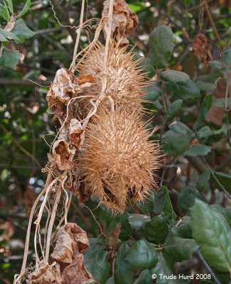 Dried seed pod of Marah (wild cucumber), a climbing vine