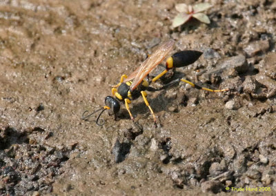 Mud Dauber wasp (narrow waist ) female collects mud for her nest (late summer/fall)