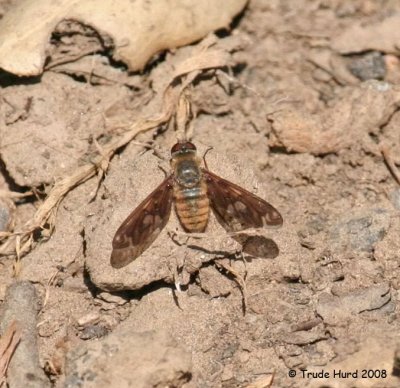 Bee Flies have furry bodies, splotches on their wings, and drink nectar from flowers