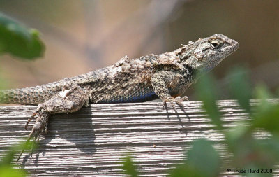 Western Fence Lizard shedding its skin