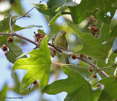 Sycamores provide food, shelter and nest sites for many species of birds