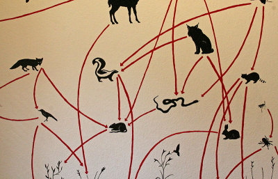I can discover a variety of wildlife here: plants, insects, birds, and more