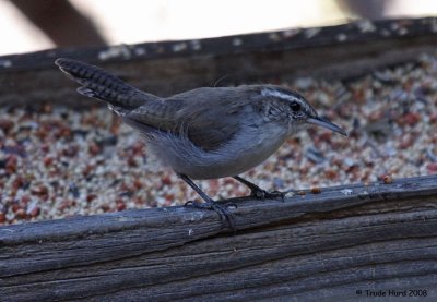 Bewick's Wren (notice white supercilium/eyebrow)