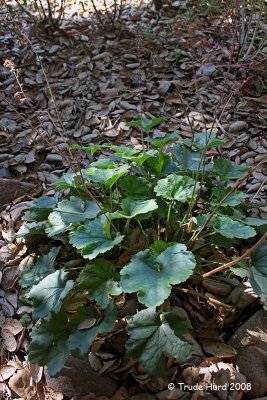 Coral Bells in the wild (those in my yard aren't doing well)