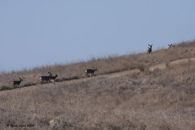 Counted TWELVE mule deer in this herd (not all in view here)