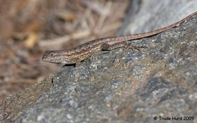 To sun themselves (Western Fence Lizard)