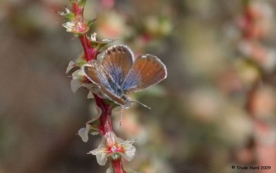 Warm enough for Western Pygmy Blue Butterfly to sun