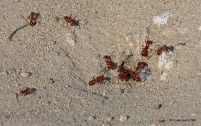 Harvester Ants active