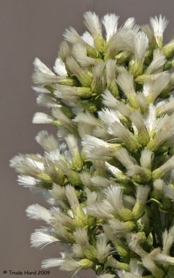 Soft flowers of Coyote Brush (like a coyote's tail!)