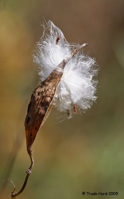 Milkweed seeds ready to disperse