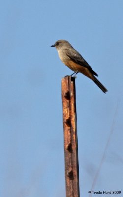 Say's Phoebe perches and looks for prey