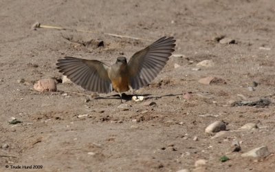 Say's Phoebe swoops down to capture them