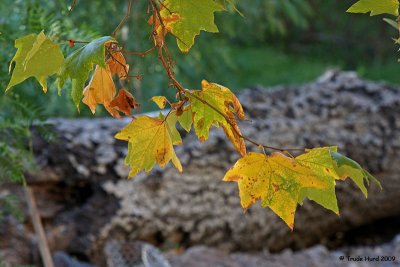 Sycamore leaves along the dry creekbed