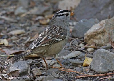 White-crowned sparrows at the feeders and water dishes