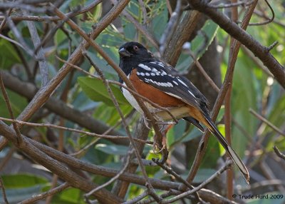 Spotted Towhee paused for a look