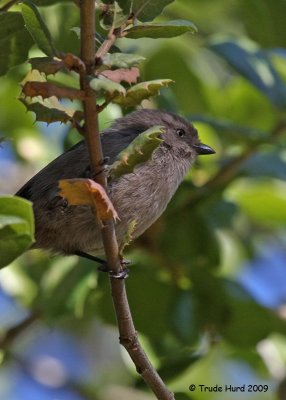 Bushtits pick prey from underneath leaves