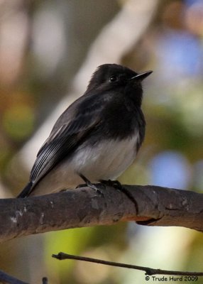 Black Phoebe looks for insects