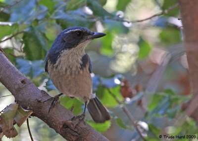Western Scrub-jay looks for anything edible