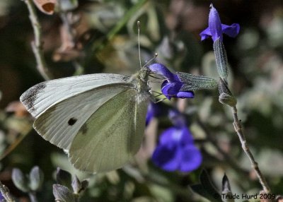 Cabbage Butterfly (non-native) takes a sip