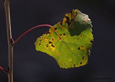 Cottonwood leaf turning color