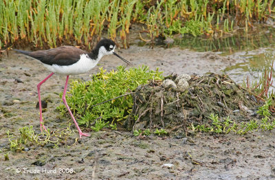 A pleasant surprise to discover a Black-necked Stilt nest at the end of the boardwalk on June 14.  The female was off the nest .