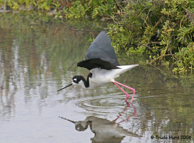 The male stilt was nearby.  Notice his back is glossy black while hers is brownish-black.