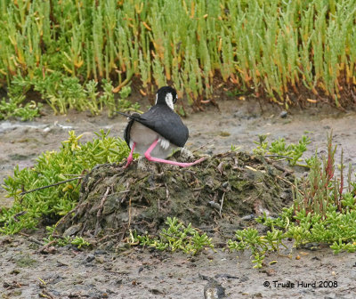 ...and then settling down on the nest