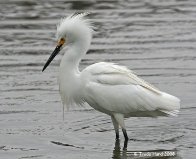 During breeding season, the Snowy Egret's lores (between the eyes and bill) become bright yellow