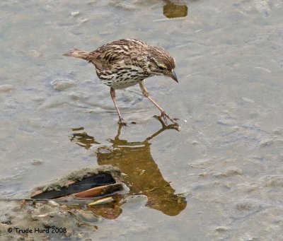 Nearby, a endangered Belding's Savannah Sparrow notices its reflection