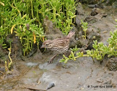 It picked at pickleweed and other marsh plants
