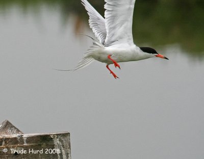 Surrounded by high-pitched cries of foraging terns like this Forster's Tern