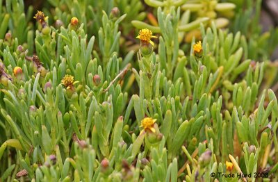 Jaumea has yellow compound flowers from May to October
