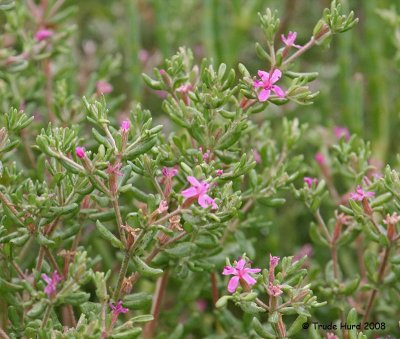 Frankenia (Alkali Heath) has tiny pinkish flowers from June to October