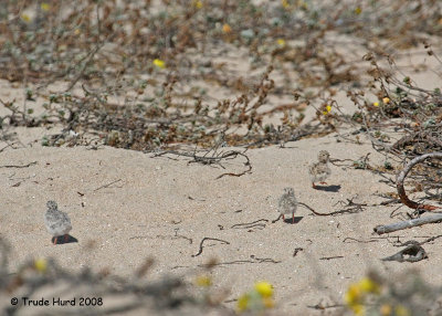 If chicks scatter instead of remaining still, they become easy prey for nearby predators