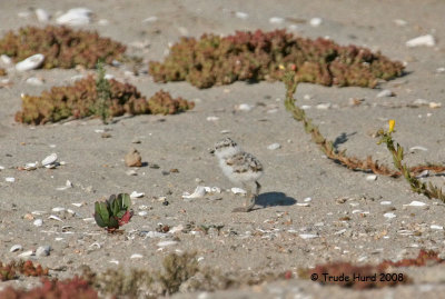 Other chicks awaited us at the end of the Bolsa Chica boardwalk