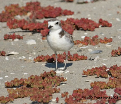 Snowy plovers are also ENDANGERED and nest on sandy beaches