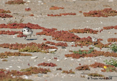 Snowy plover chicks are also camouflaged to match the sand