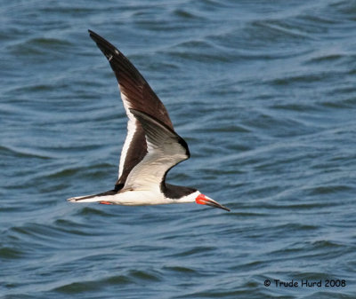 Black skimmer cruising for fish